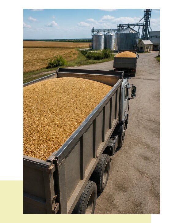Перевозка зерна самосвалами в Краснодар по регионам России